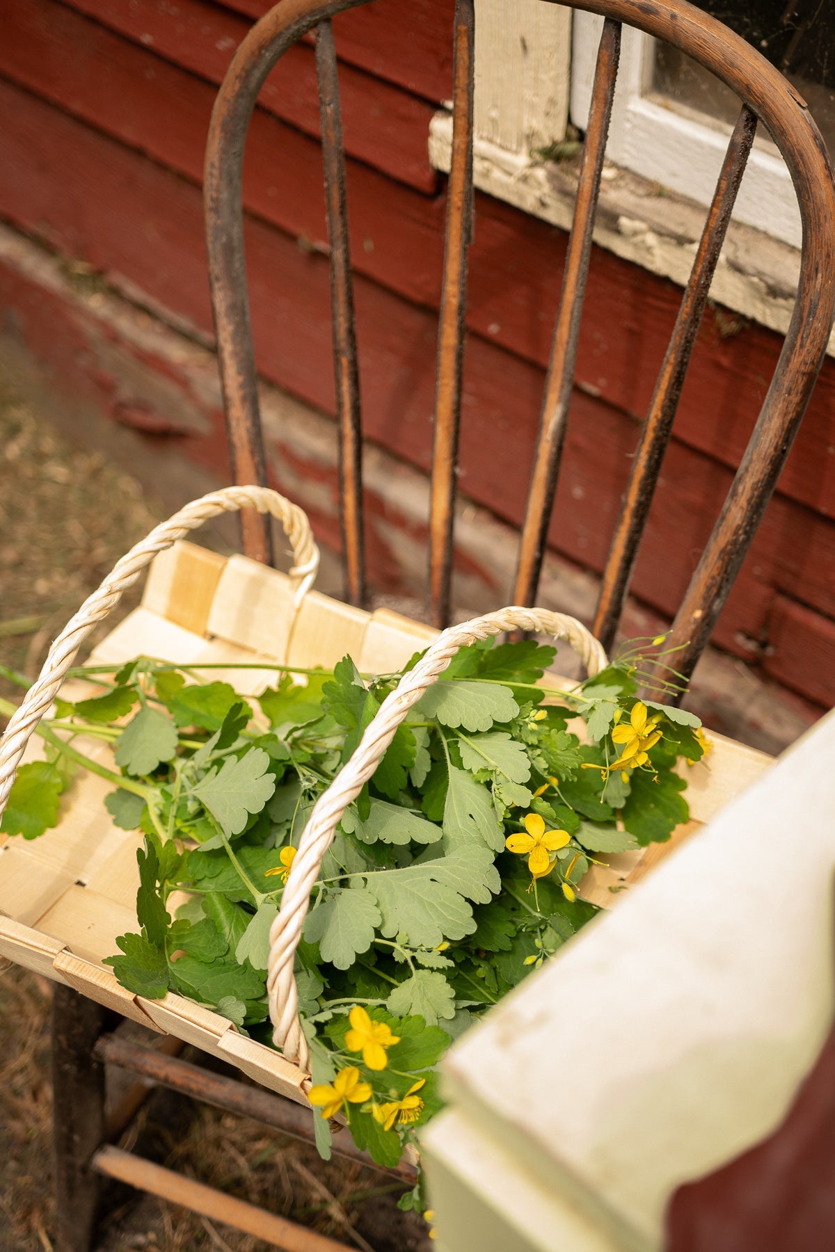June Harvest Basket