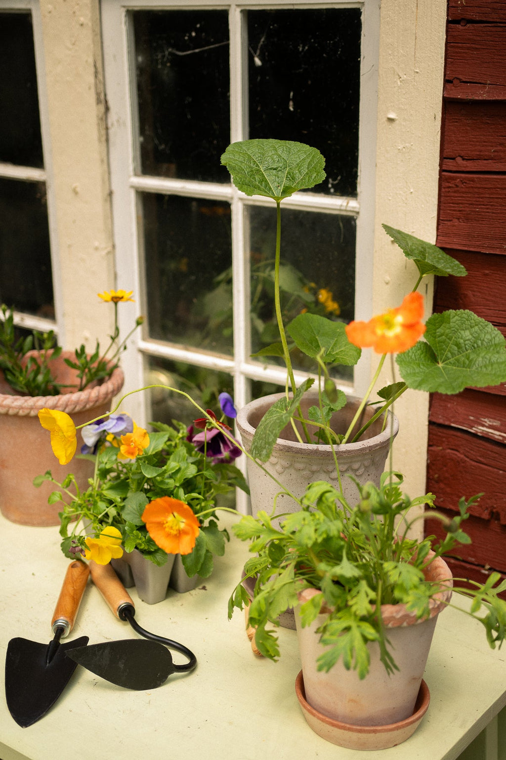 June Triangular Garden Hoe