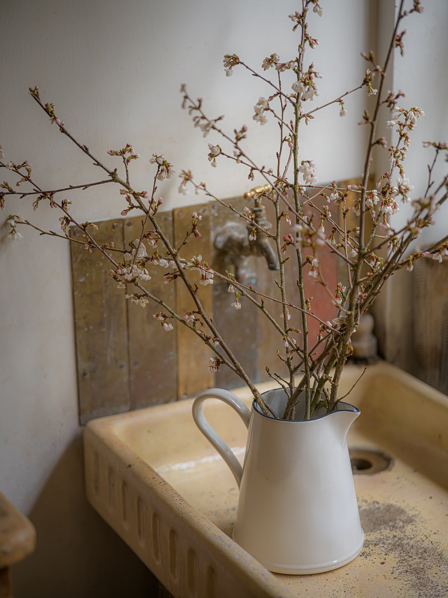 Beja Pitcher